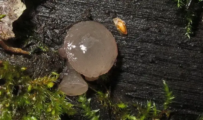 Mushrooms with fruiting bodies of an unusual shape