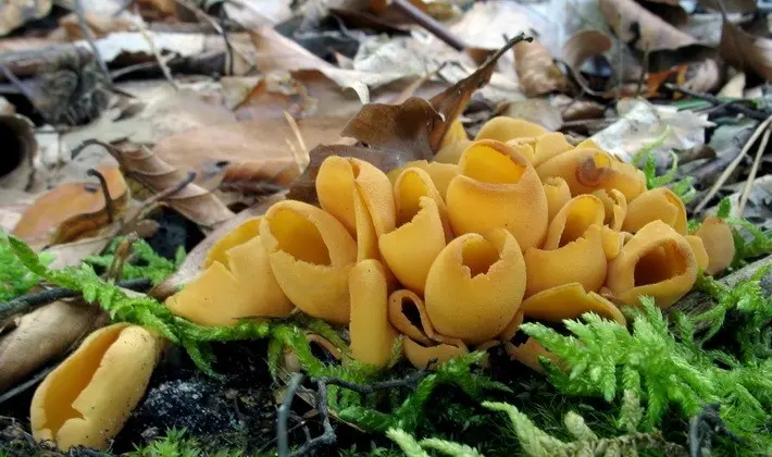 Mushrooms with fruiting bodies of an unusual shape