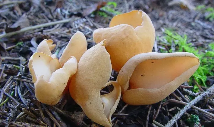 Mushrooms with fruiting bodies of an unusual shape