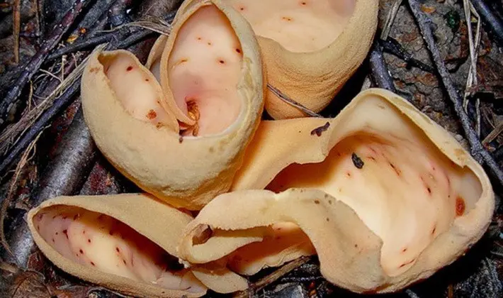 Mushrooms with fruiting bodies of an unusual shape