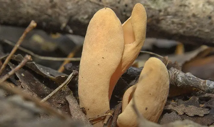 Mushrooms with fruiting bodies of an unusual shape