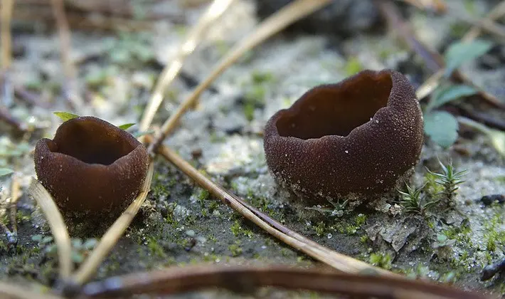 Mushrooms with fruiting bodies of an unusual shape