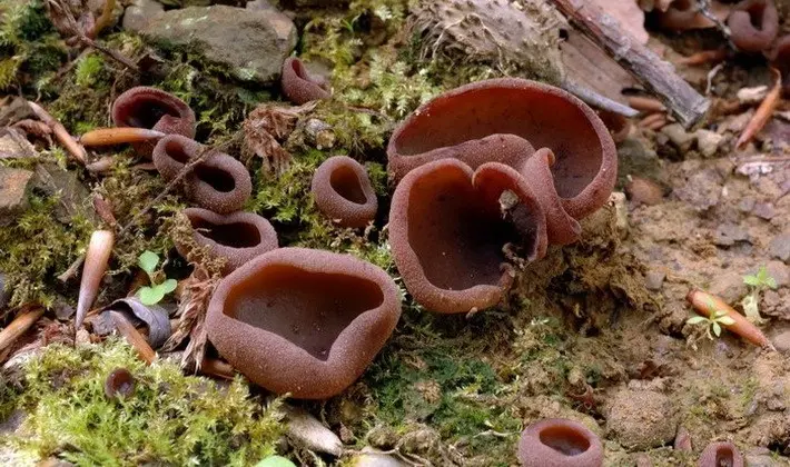 Mushrooms with fruiting bodies of an unusual shape