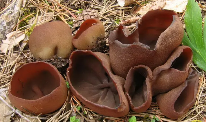 Mushrooms with fruiting bodies of an unusual shape