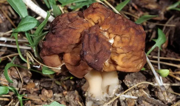 Mushrooms with fruiting bodies of an unusual shape