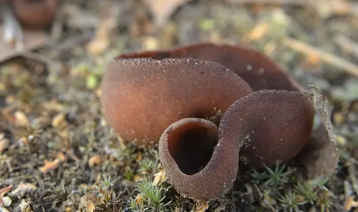 Mushrooms with fruiting bodies of an unusual shape