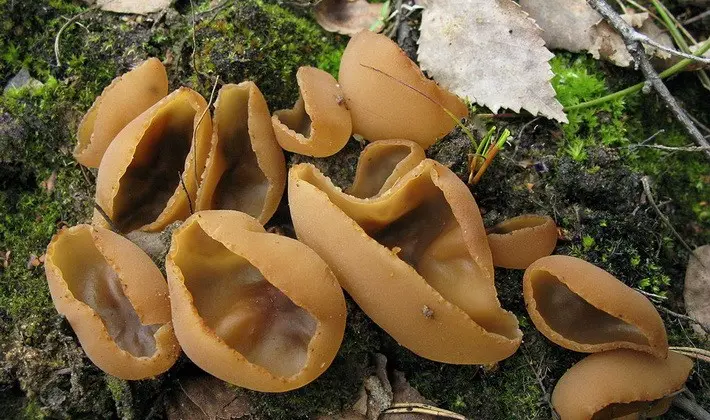 Mushrooms with fruiting bodies of an unusual shape