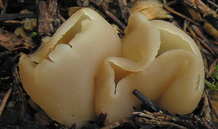 Mushrooms with fruiting bodies of an unusual shape