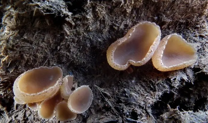 Mushrooms with fruiting bodies of an unusual shape