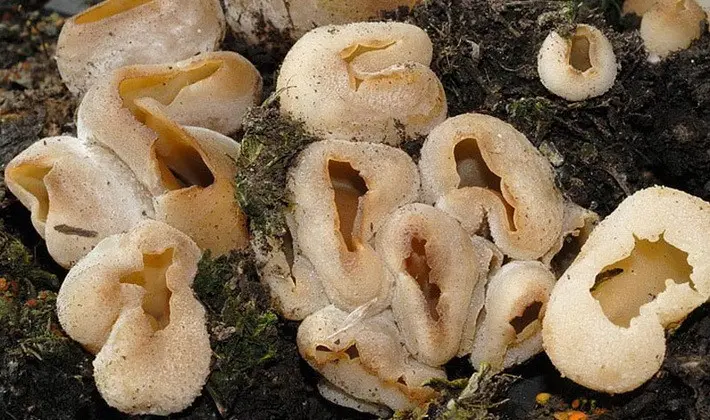 Mushrooms with fruiting bodies of an unusual shape