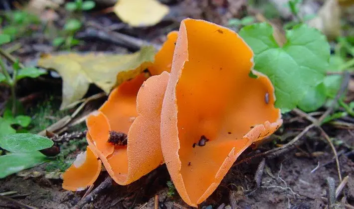 Mushrooms with fruiting bodies of an unusual shape