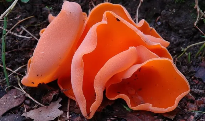 Mushrooms with fruiting bodies of an unusual shape