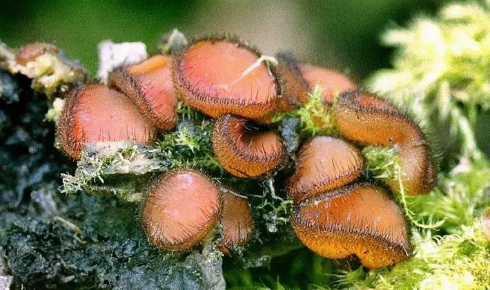 Mushrooms with fruiting bodies of an unusual shape