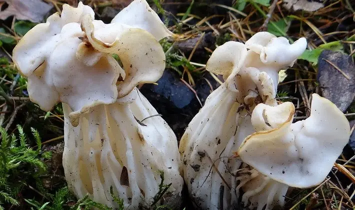 Mushrooms with fruiting bodies of an unusual shape