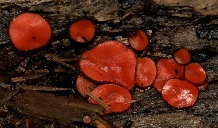 Mushrooms with fruiting bodies of an unusual shape