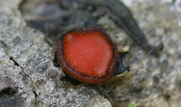 Mushrooms with fruiting bodies of an unusual shape