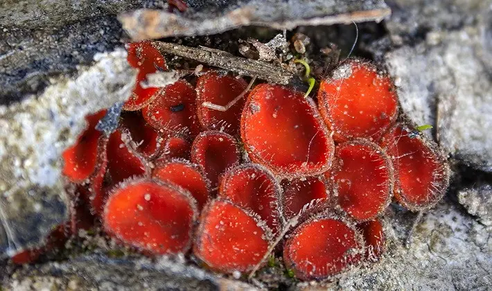 Mushrooms with fruiting bodies of an unusual shape