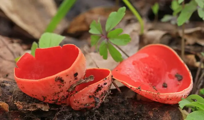 Mushrooms with fruiting bodies of an unusual shape