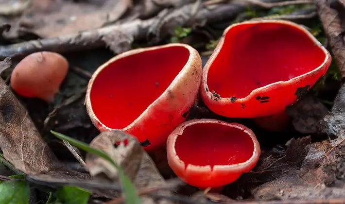 Mushrooms with fruiting bodies of an unusual shape