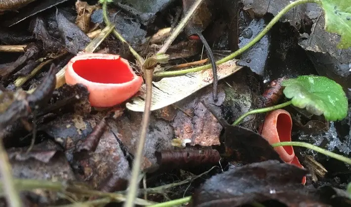 Mushrooms with fruiting bodies of an unusual shape