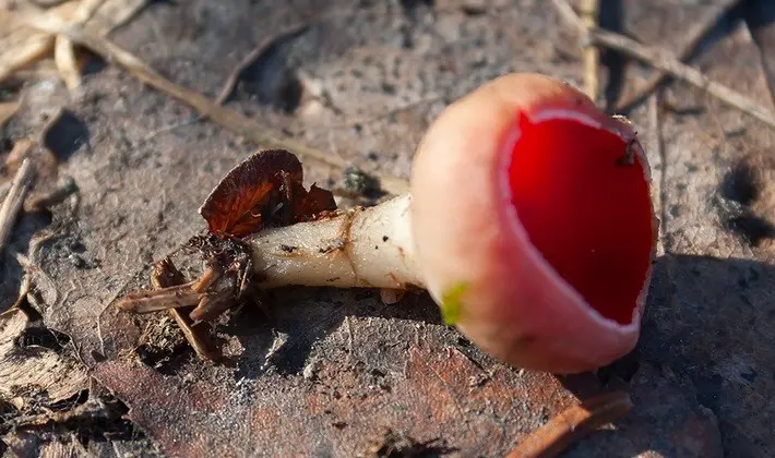 Mushrooms with fruiting bodies of an unusual shape