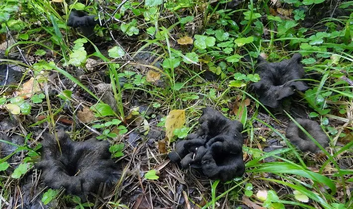 Mushrooms with fruiting bodies of an unusual shape