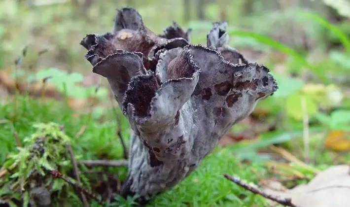 Mushrooms with fruiting bodies of an unusual shape