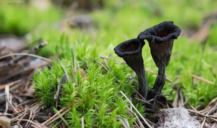 Mushrooms with fruiting bodies of an unusual shape