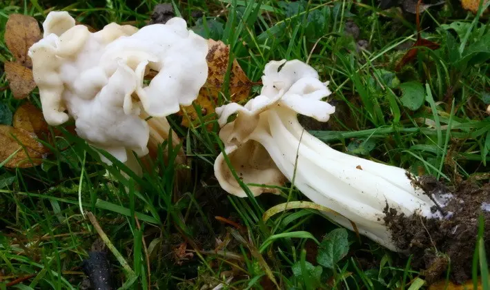 Mushrooms with fruiting bodies of an unusual shape