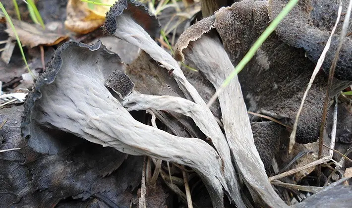 Mushrooms with fruiting bodies of an unusual shape