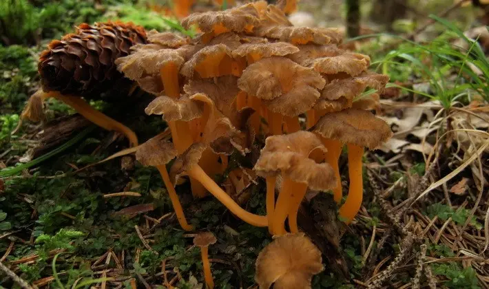 Mushrooms with fruiting bodies of an unusual shape