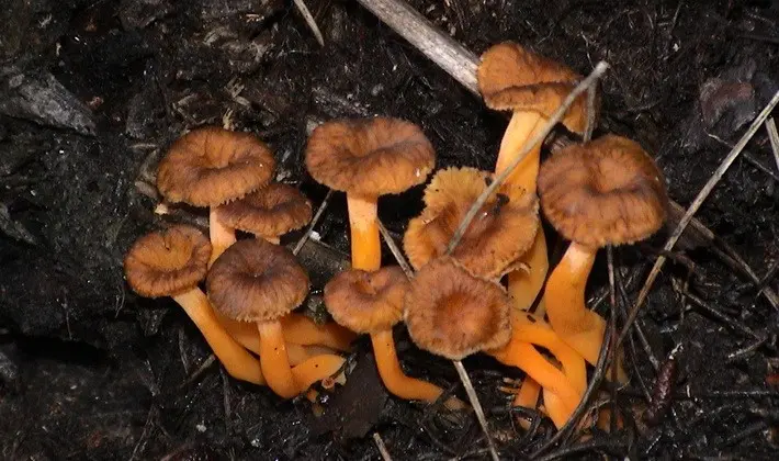 Mushrooms with fruiting bodies of an unusual shape