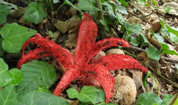 Mushrooms with fruiting bodies of an unusual shape