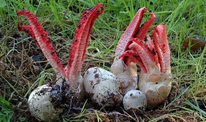 Mushrooms with fruiting bodies of an unusual shape