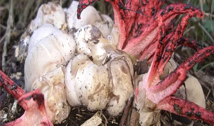 Mushrooms with fruiting bodies of an unusual shape