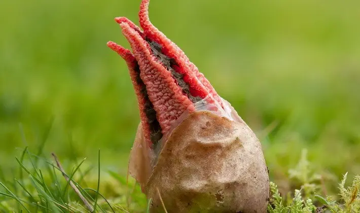 Mushrooms with fruiting bodies of an unusual shape