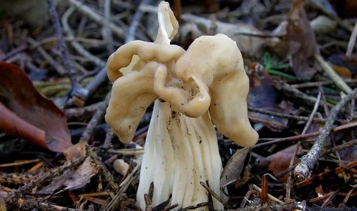 Mushrooms with fruiting bodies of an unusual shape