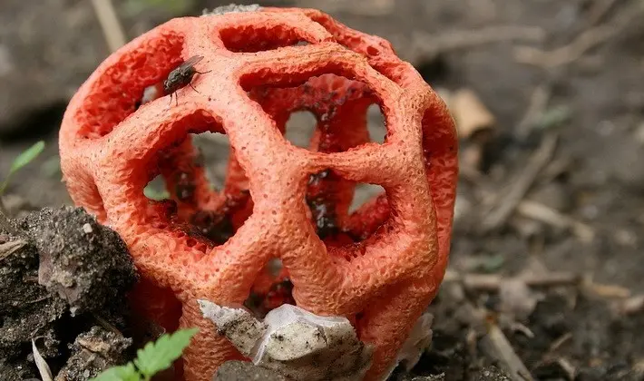 Mushrooms with fruiting bodies of an unusual shape