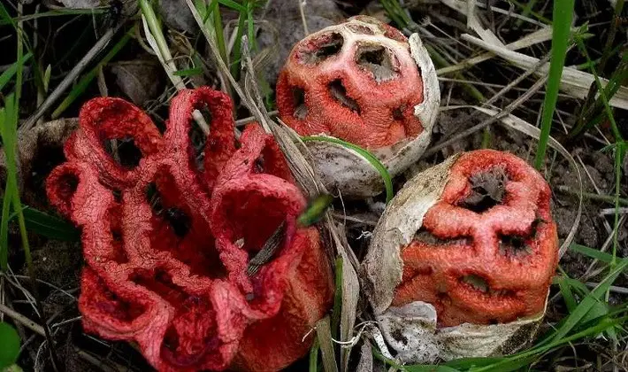 Mushrooms with fruiting bodies of an unusual shape