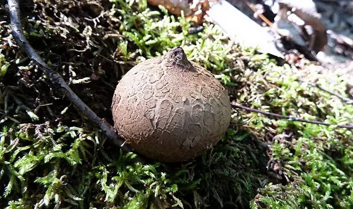 Mushrooms with fruiting bodies of an unusual shape