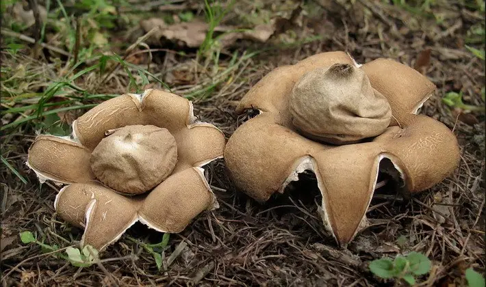 Mushrooms with fruiting bodies of an unusual shape