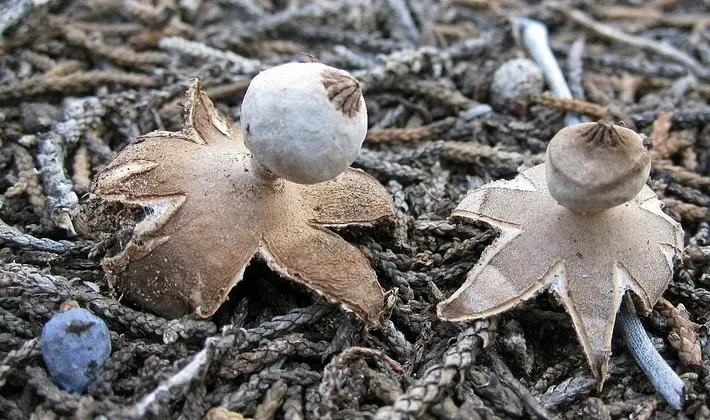 Mushrooms with fruiting bodies of an unusual shape