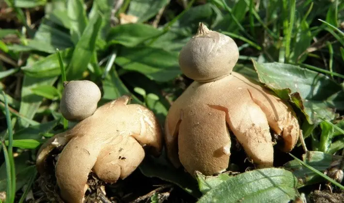 Mushrooms with fruiting bodies of an unusual shape