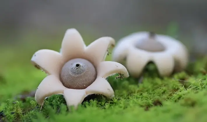 Mushrooms with fruiting bodies of an unusual shape