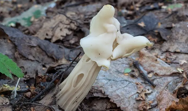 Mushrooms with fruiting bodies of an unusual shape