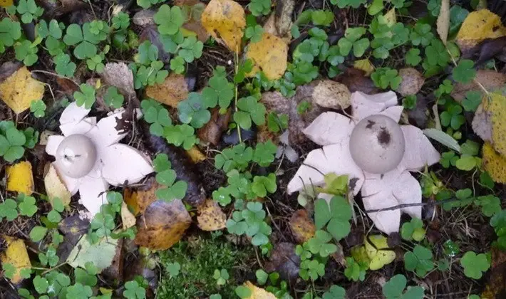 Mushrooms with fruiting bodies of an unusual shape