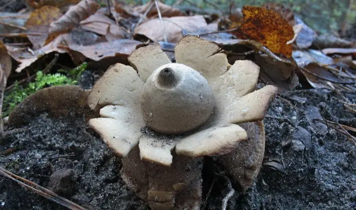 Mushrooms with fruiting bodies of an unusual shape