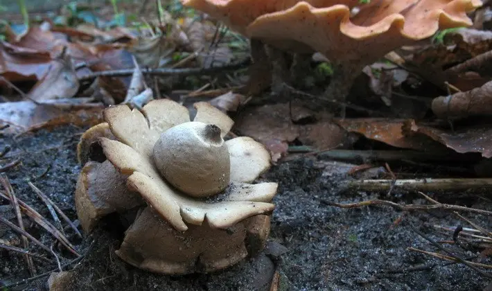 Mushrooms with fruiting bodies of an unusual shape