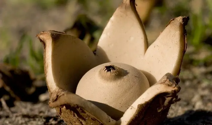 Mushrooms with fruiting bodies of an unusual shape