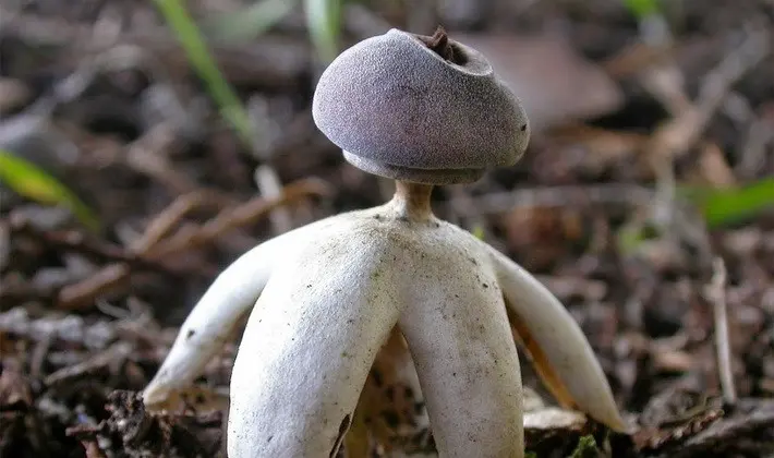 Mushrooms with fruiting bodies of an unusual shape